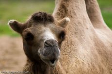Kamel (31 von 108).jpg